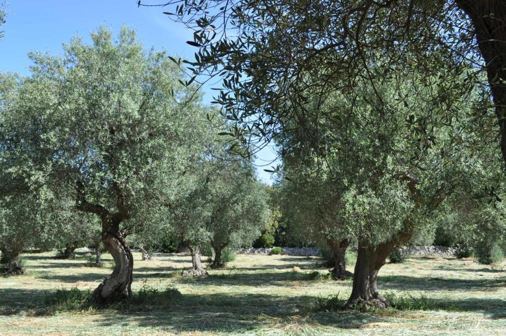 Masseria Costanza Putignano Exterior photo