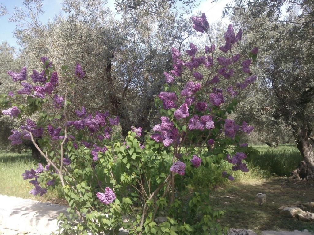 Masseria Costanza Putignano Exterior photo